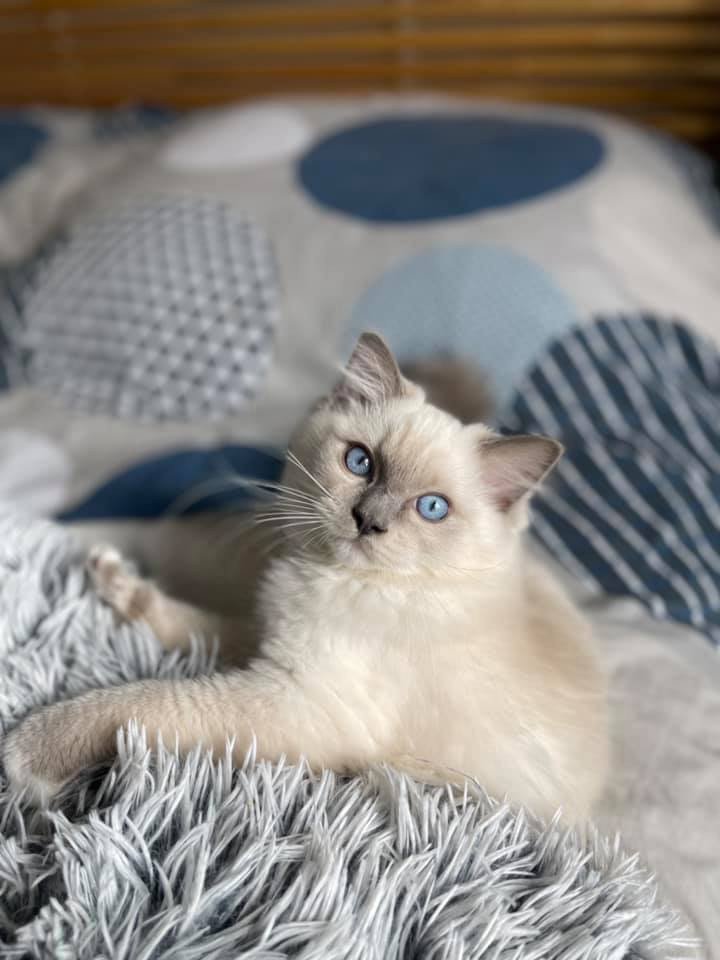 Dk Fjordaekken S Calypso Chat Ragdoll Aisne L Eden Du Gival
