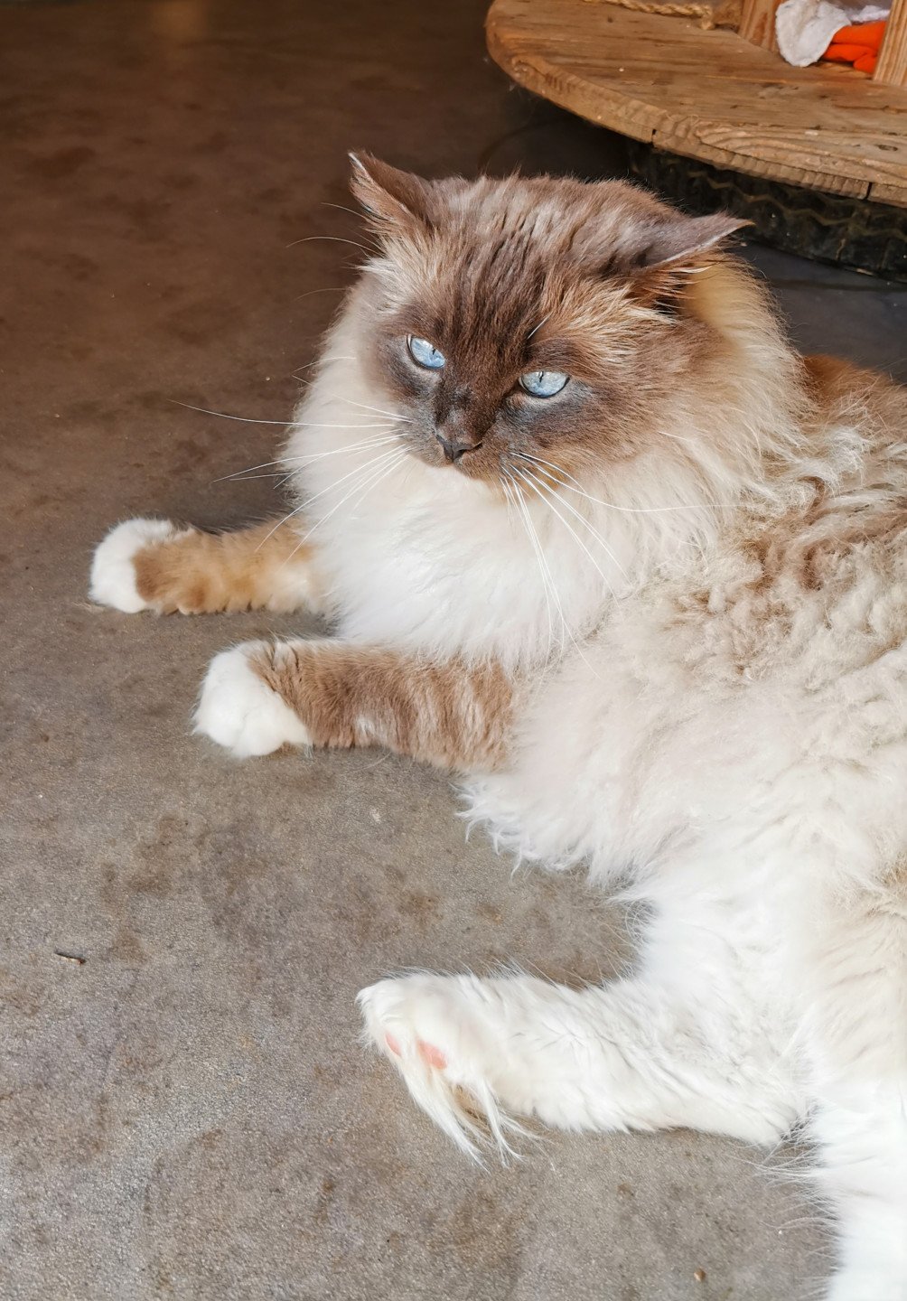 Jockey De Lolane Chat Ragdoll Aisne Bleu Point Mitted Elevage Felin Gival Jockey De Lolane Chat Ragdoll Aisne Bleu Point Mitted Elevage Felin Gival