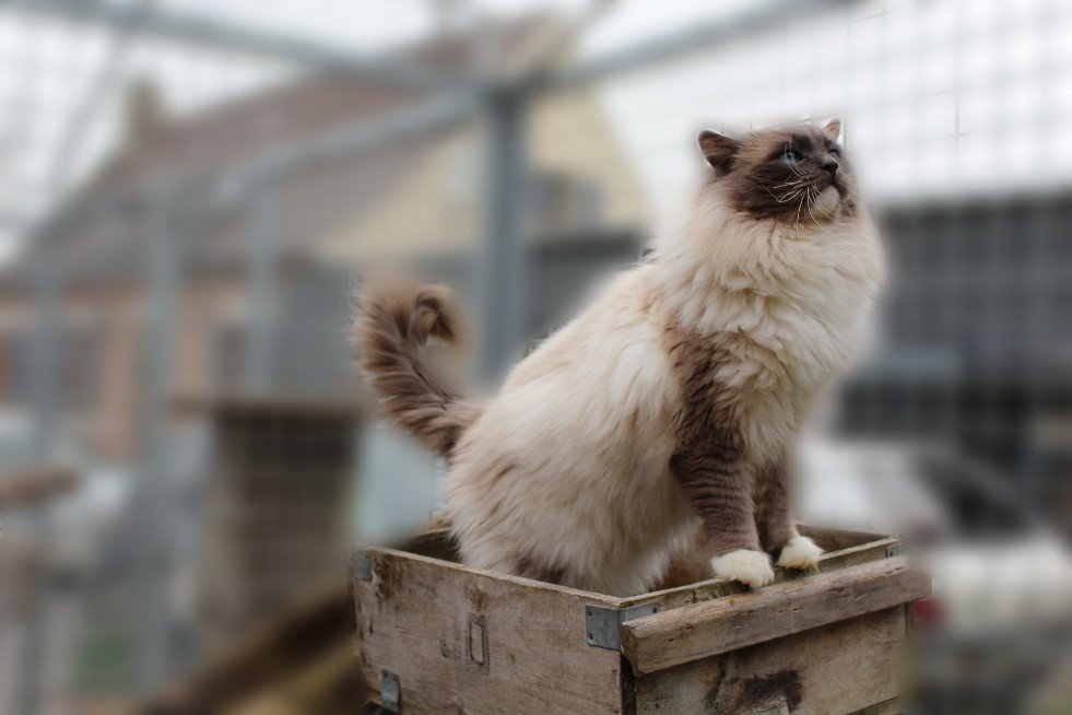 Jockey De Lolane Chat Ragdoll Aisne Bleu Point Mitted Elevage Felin Gival Jockey De Lolane Chat Ragdoll Aisne Bleu Point Mitted Elevage Felin Gival