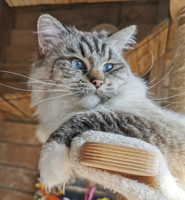 Seal tabby mitted shop ragdoll