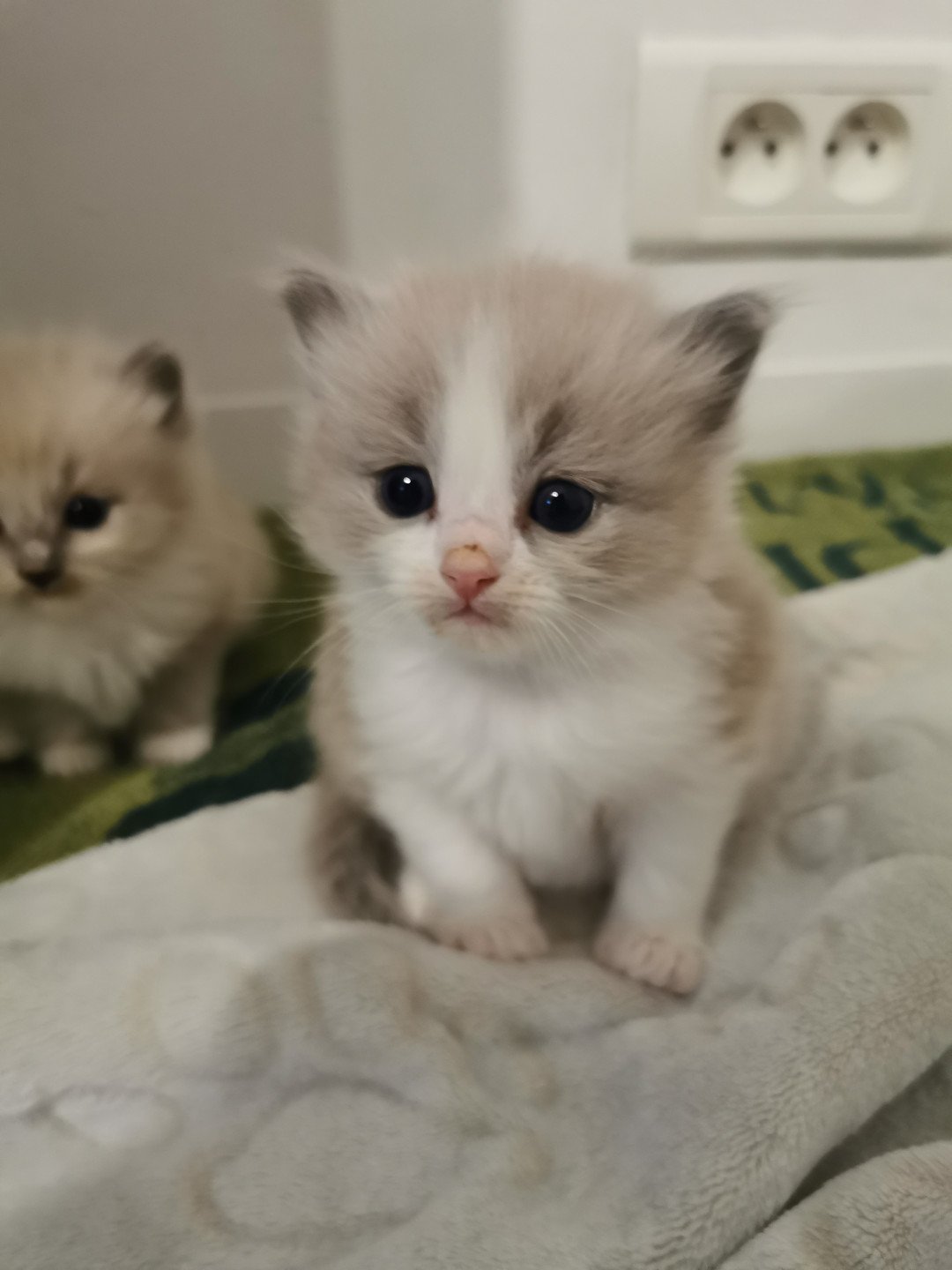 PIXEL L'Eden du Gival - Chaton Ragdoll Aisne | EI L'Eden du Gival