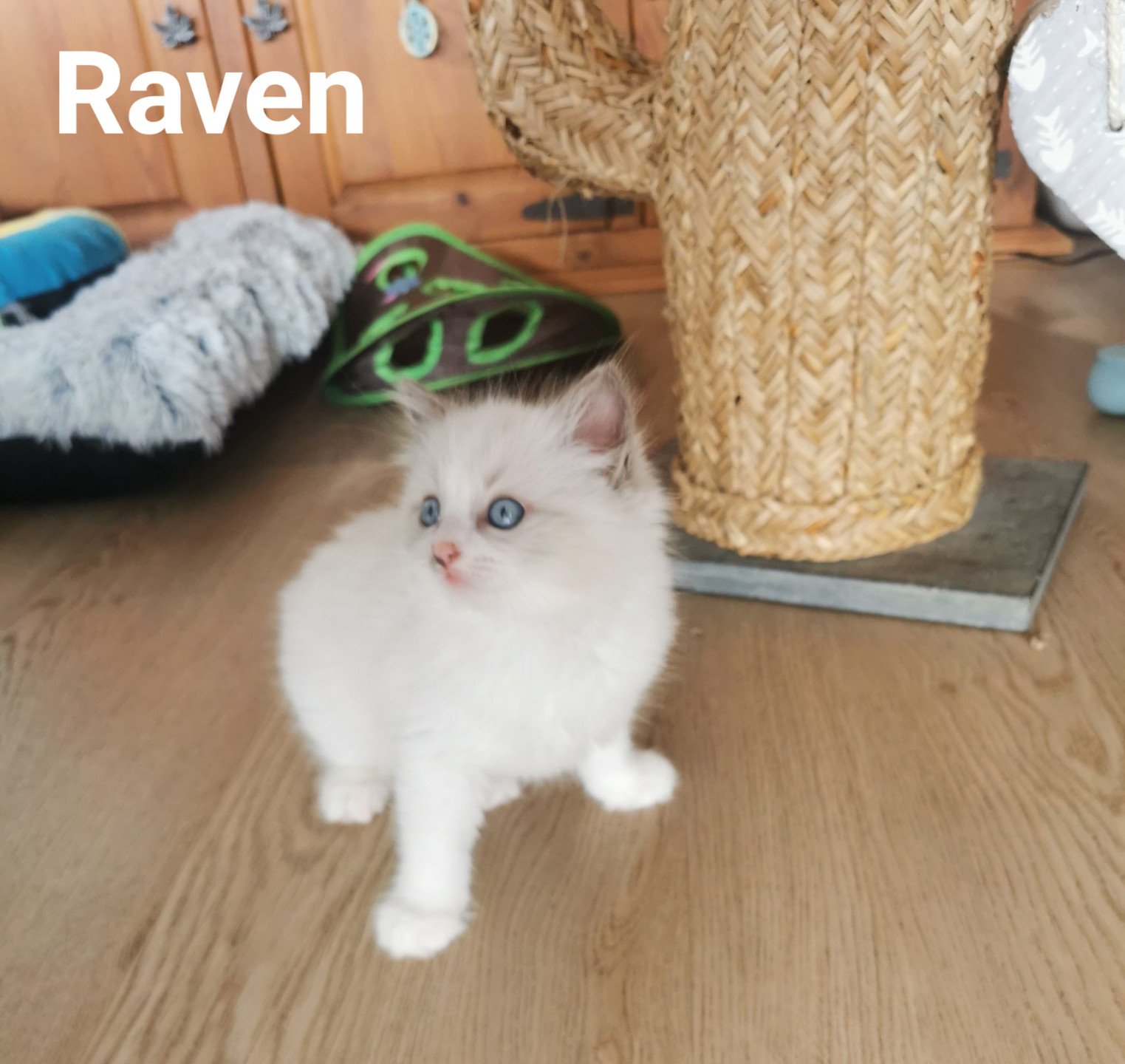 RAVEN L'Eden du Gival - Chaton Ragdoll Aisne | EI L'Eden du Gival
