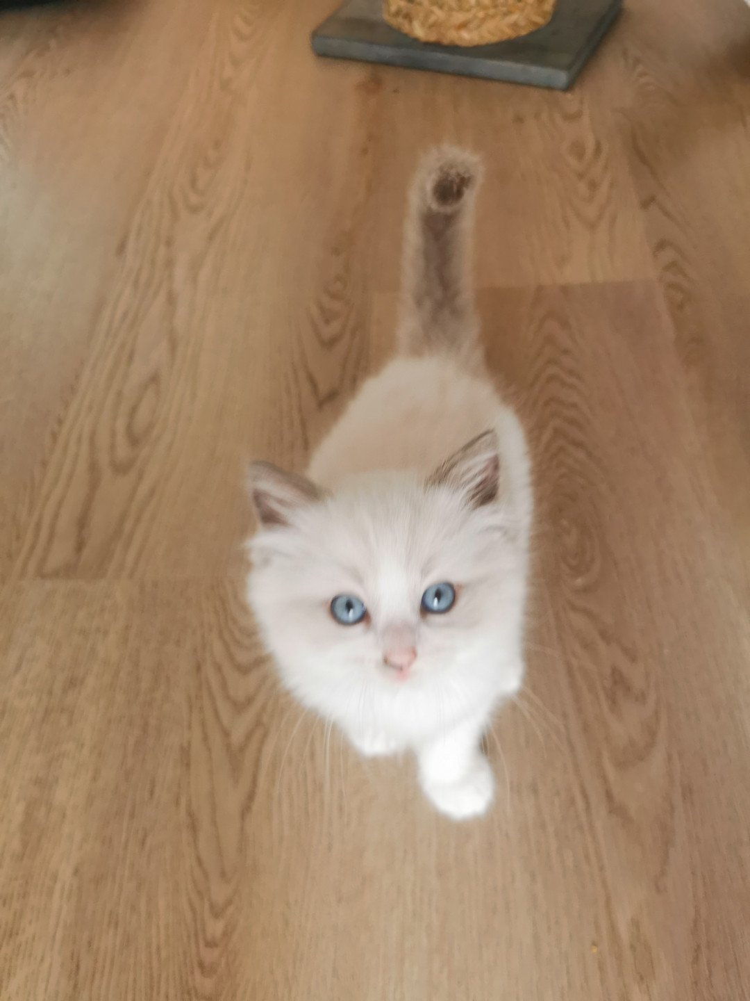 RAVEN L'Eden du Gival - Chaton Ragdoll Aisne | EI L'Eden du Gival