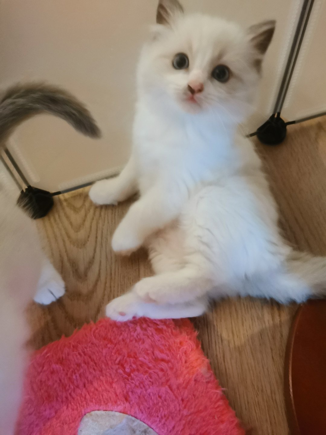 RAVEN L'Eden du Gival - Chaton Ragdoll Aisne | EI L'Eden du Gival