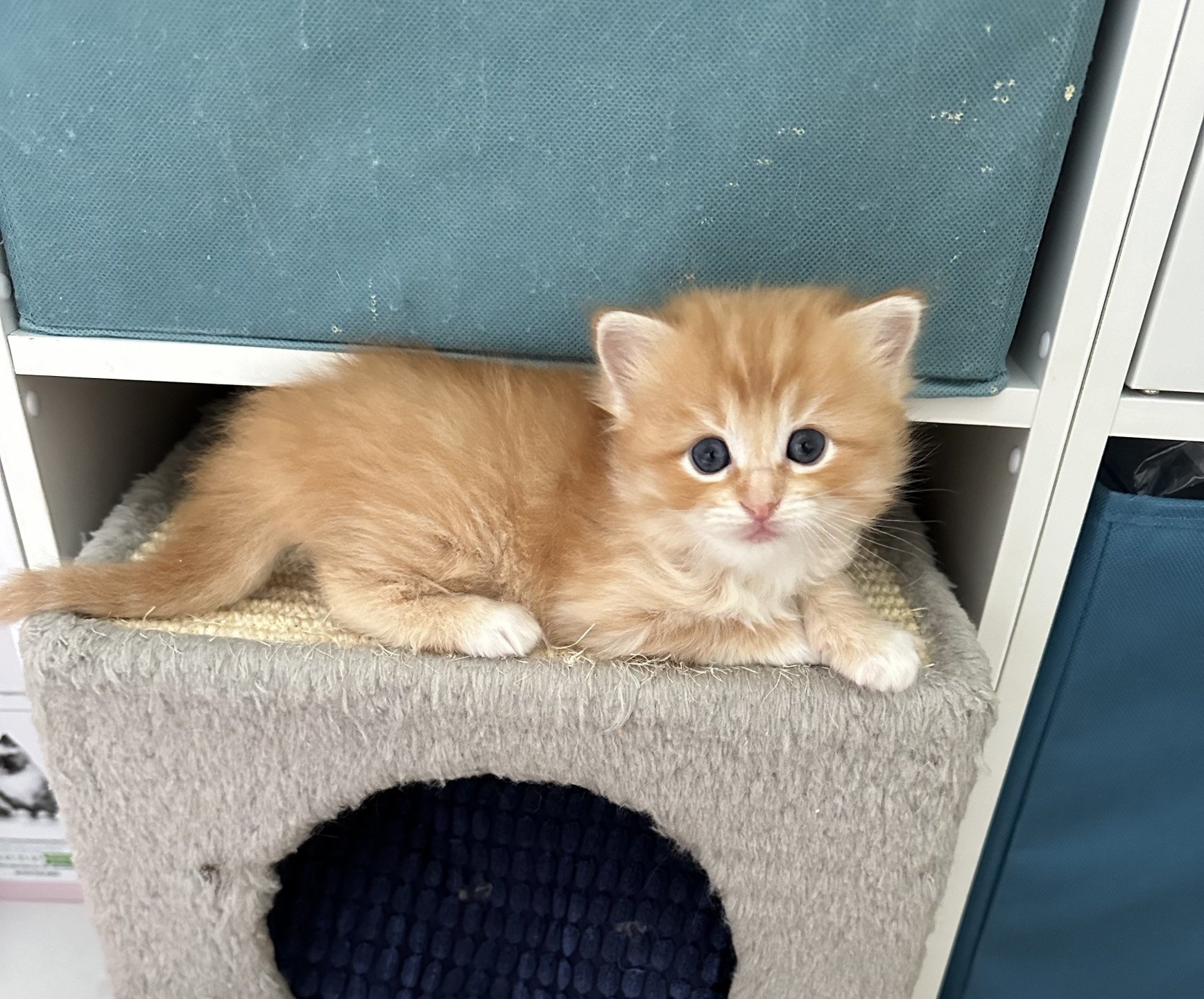 ZIMBA de L'Eden du Gival - Chaton Ragdoll Aisne | EI L'Eden du Gival