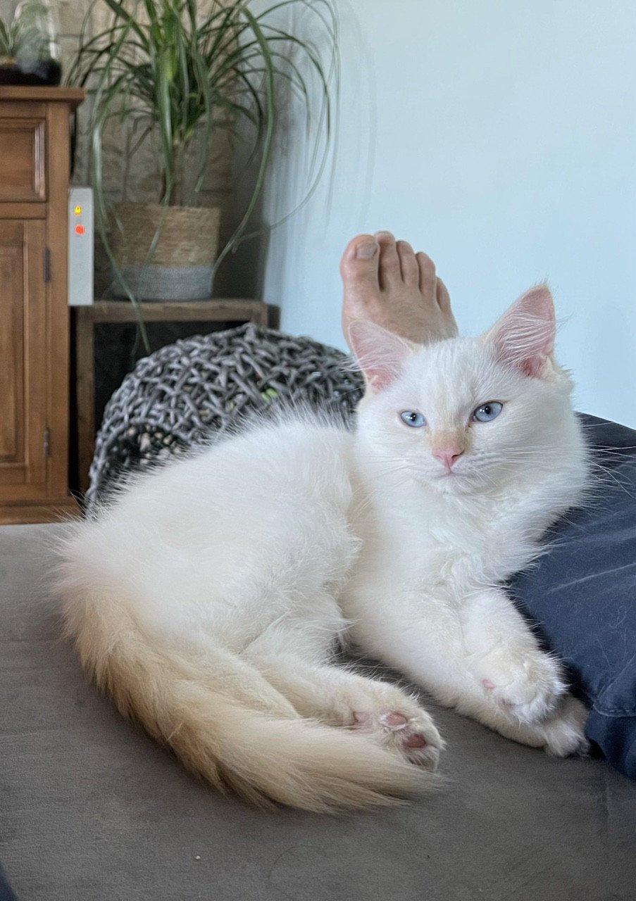 Sir Angelo De L Eden Du Gival Chaton Ragdoll Aisne L Eden Du Gival