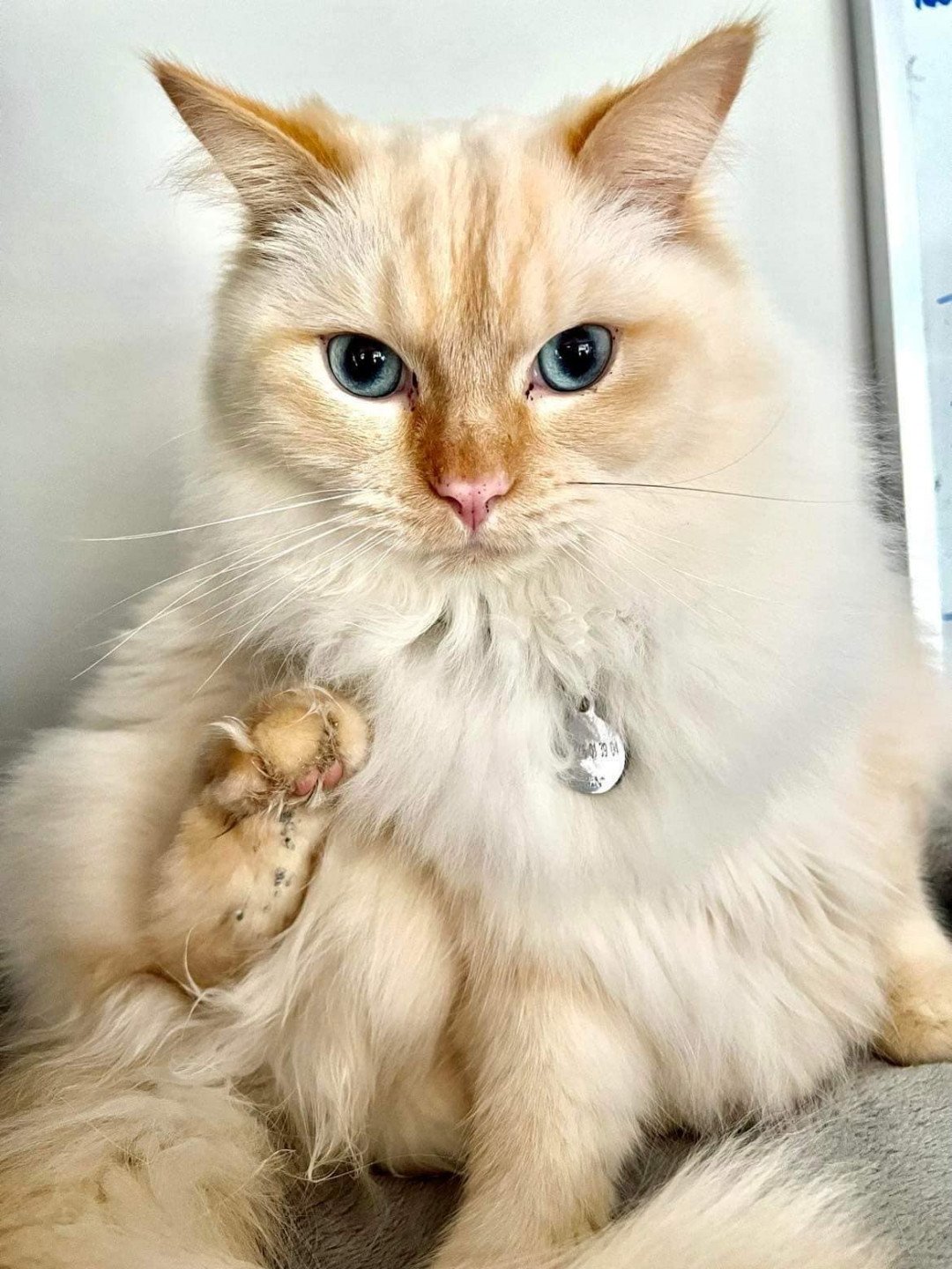 Ragdoll red deals