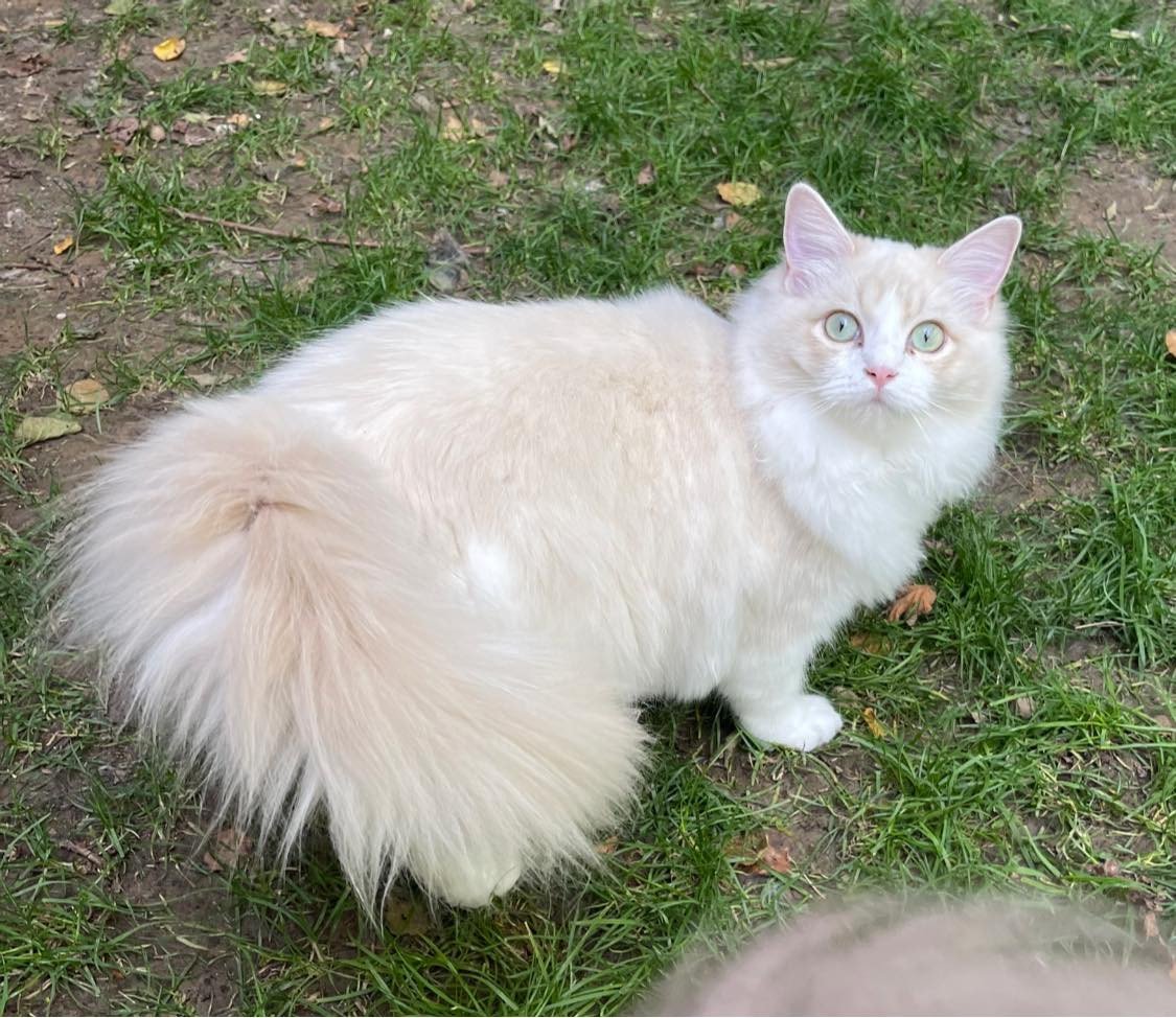 Lilac sepia ragdoll sales