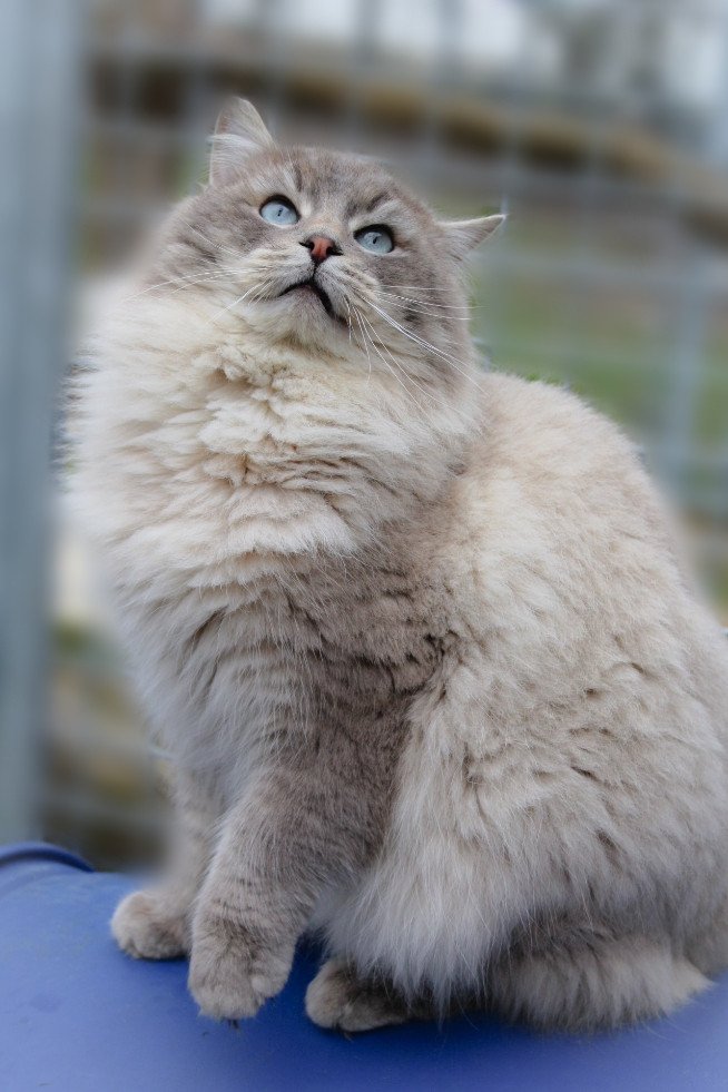 Eden Du Gival Ragdoll Zeus Mink Tabby Aisne Eden Du Gival Ragdoll Zeus Mink Tabby Aisne