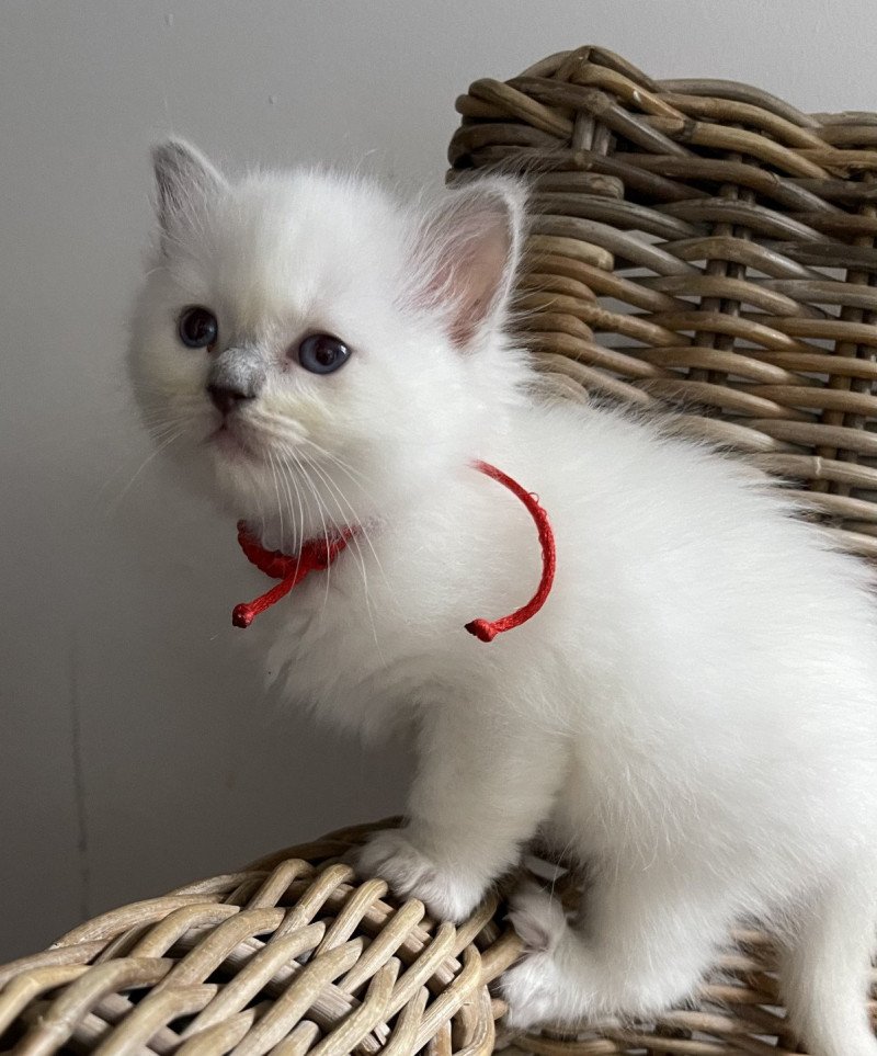 TAMARA de L'Eden du Gival Femelle Ragdoll TAMARA de L'Eden du Gival Femelle Ragdoll