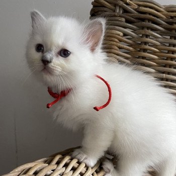 chaton Ragdoll point L'Eden du Gival