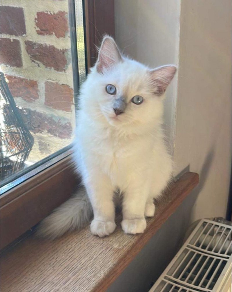 TAMARA de L'Eden du Gival Femelle Ragdoll TAMARA de L'Eden du Gival Femelle Ragdoll