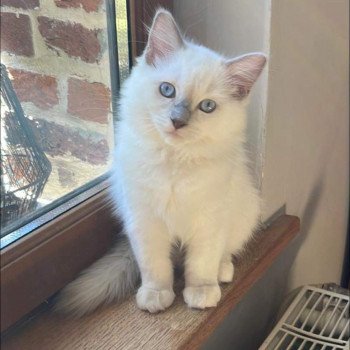 chaton Ragdoll lilac point mitted TAMARA L'Eden du Gival