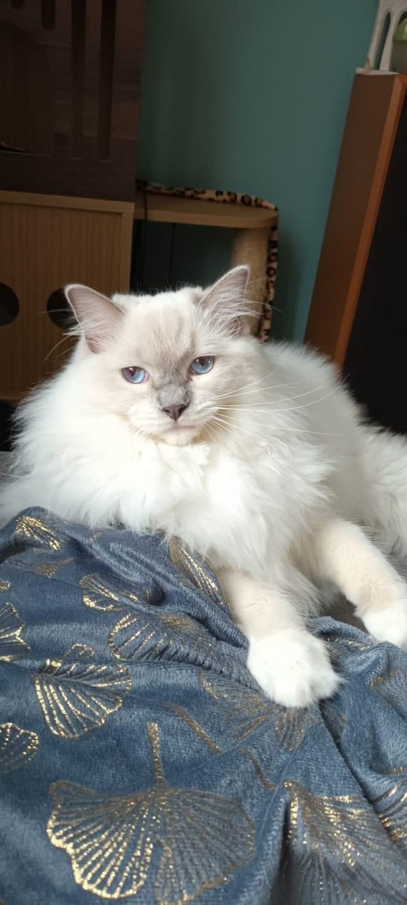 TAMARA de L'Eden du Gival Femelle Ragdoll