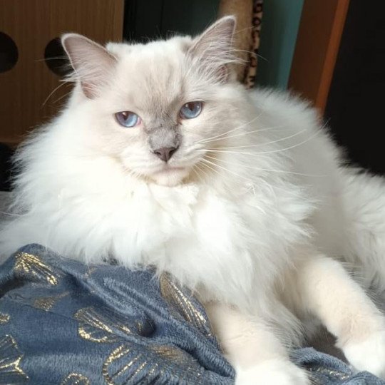 TAMARA de L'Eden du Gival Femelle Ragdoll