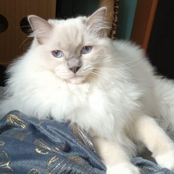 chaton Ragdoll lilac point mitted TAMARA EI L'Eden du Gival