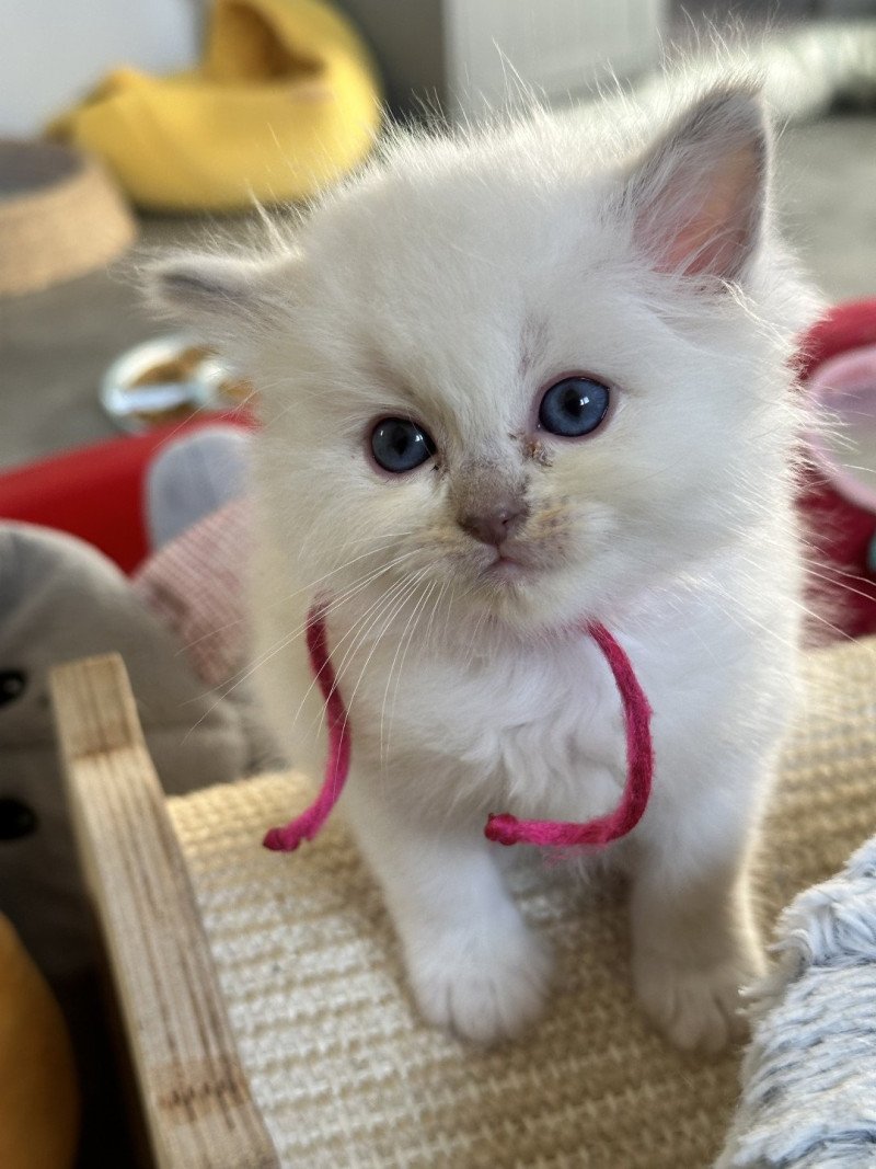 VIE de PLUME de L'Eden du Gival Femelle Ragdoll VIE de PLUME de L'Eden du Gival Femelle Ragdoll