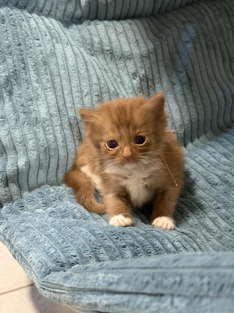 1er chaton (Portée VAIA ❤ GREY FANG 2026) - Femelle cinnamon mitted Femelle Cherubim