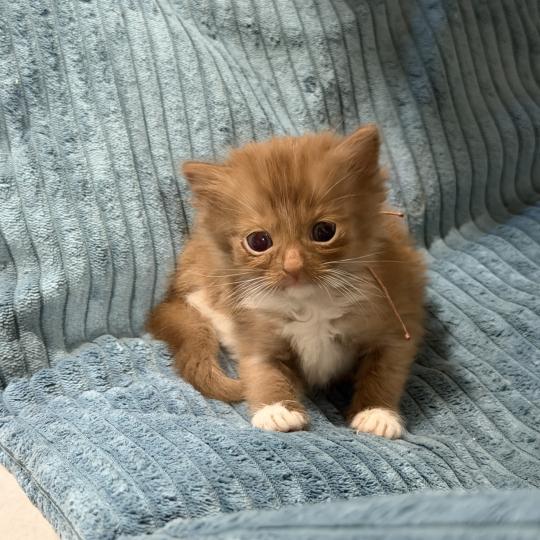 1er chaton (Portée VAIA ❤ GREY FANG 2026) - Femelle cinnamon mitted Femelle Cherubim