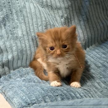 chaton Cherubim cinnamon mitted EI L'Eden du Gival