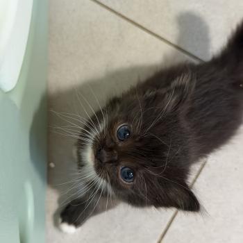 chaton Cherubim black mitted EI L'Eden du Gival