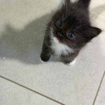 chaton Cherubim black mitted EI L'Eden du Gival