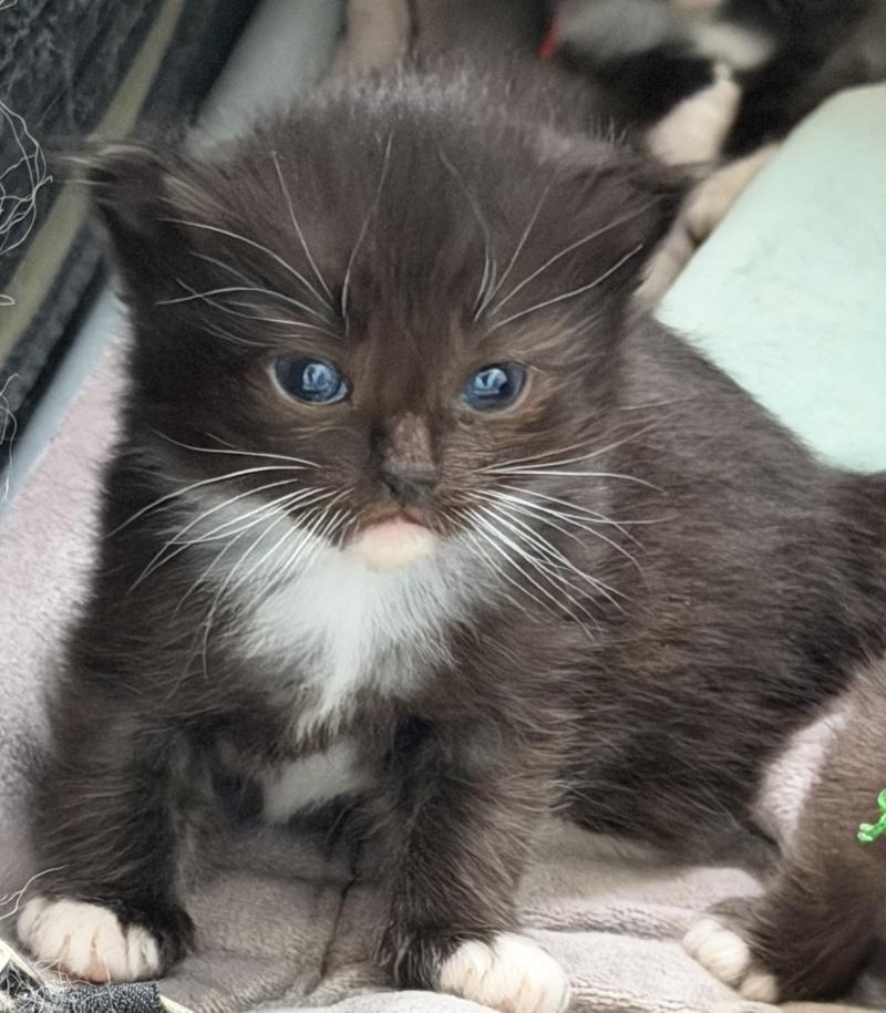 4e chaton (Portée VAIA ❤ GREY FANG 2026) - Femelle black mitted Femelle Cherubim