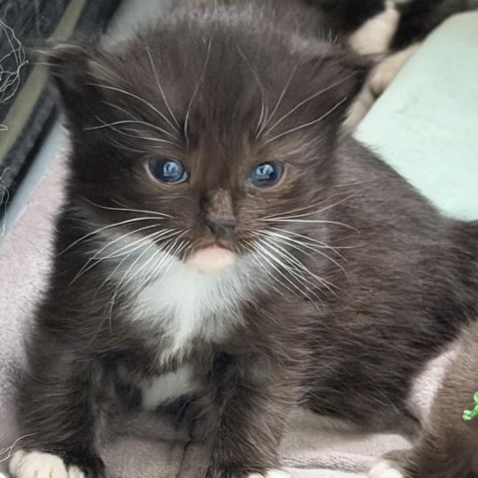 4e chaton (Portée VAIA ❤ GREY FANG 2026) - Femelle black mitted Femelle Cherubim
