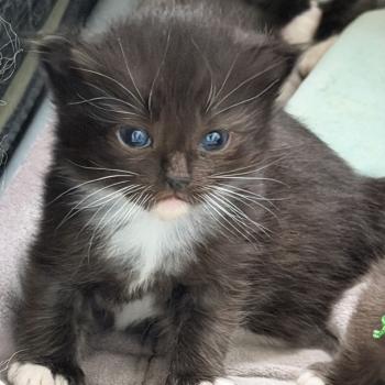 chaton Cherubim black mitted EI L'Eden du Gival