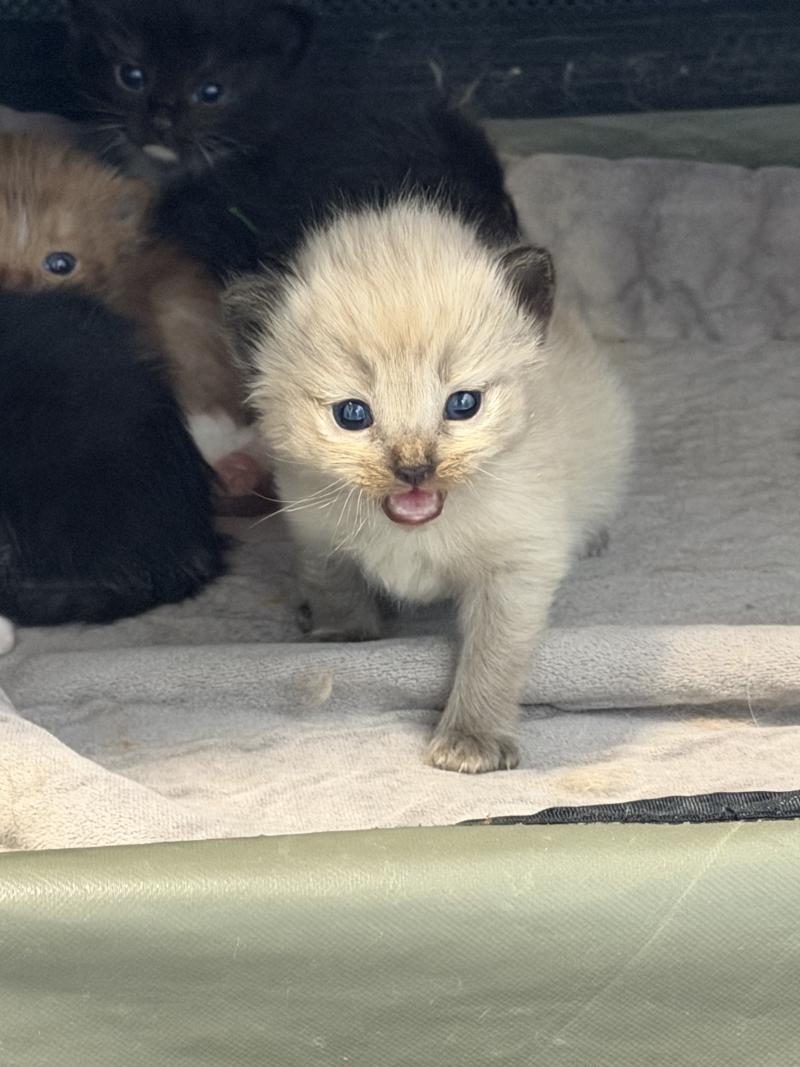 5e chaton (Portée VAIA ❤ GREY FANG 2026) - Mâle seal smoke mink Mâle Cherubim