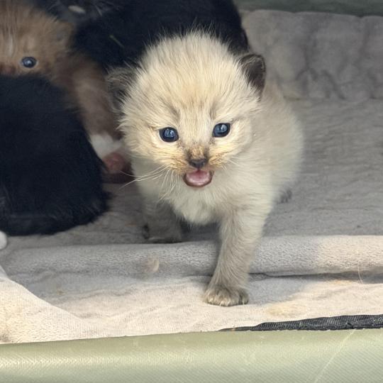 5e chaton (Portée VAIA ❤ GREY FANG 2026) - Mâle seal smoke mink Mâle Cherubim