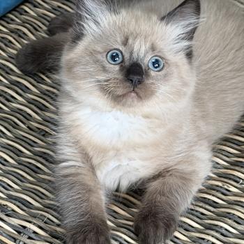 chaton Cherubim seal smoke mink BERLIOZ (2) EI L'Eden du Gival