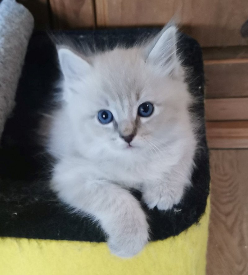 SHADOW de L'Eden du Gival Mâle Ragdoll SHADOW de L'Eden du Gival Mâle Ragdoll