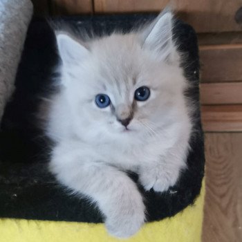 chaton Ragdoll blue tabby mink SHADOW Les Ragdolls De L'Eden du Gival