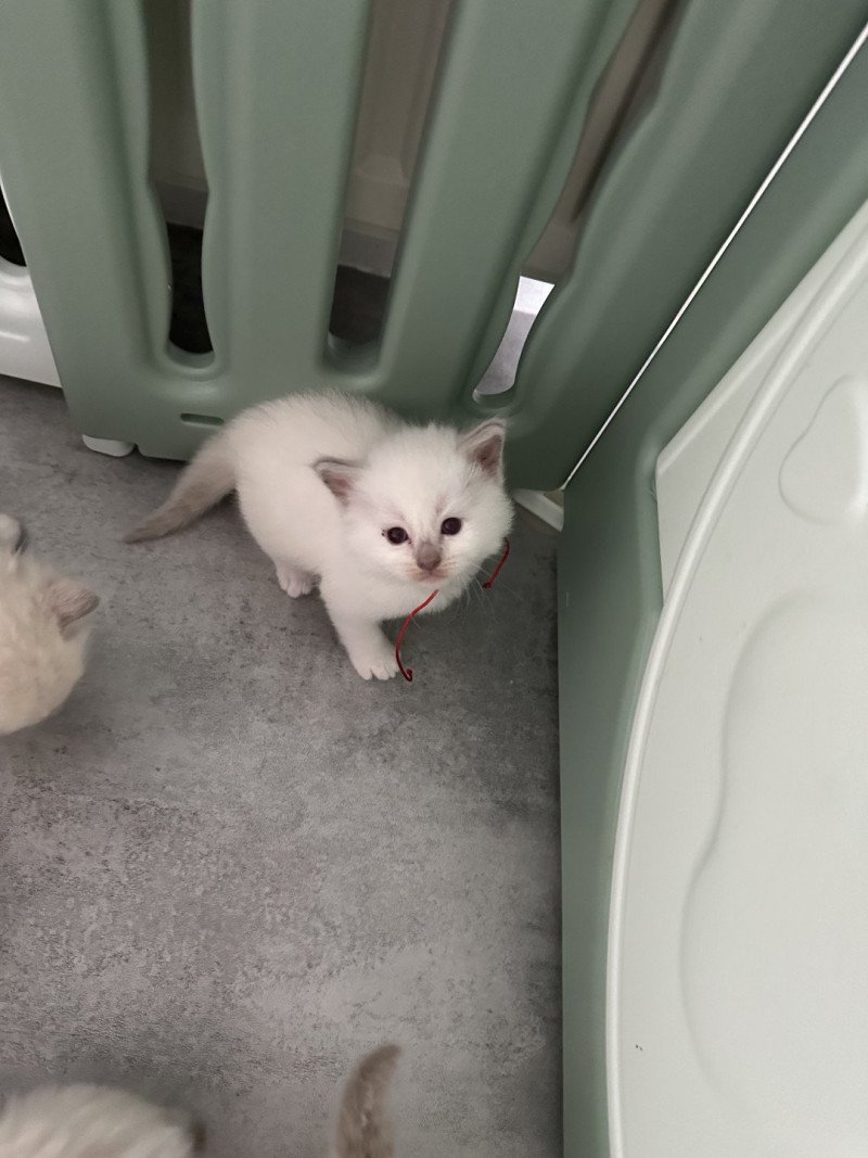 A lilac point mitted de L'Eden du Gival Mâle Ragdoll