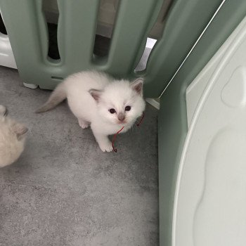 chaton Ragdoll lilac point mitted A lilac point mitted EI L'Eden du Gival