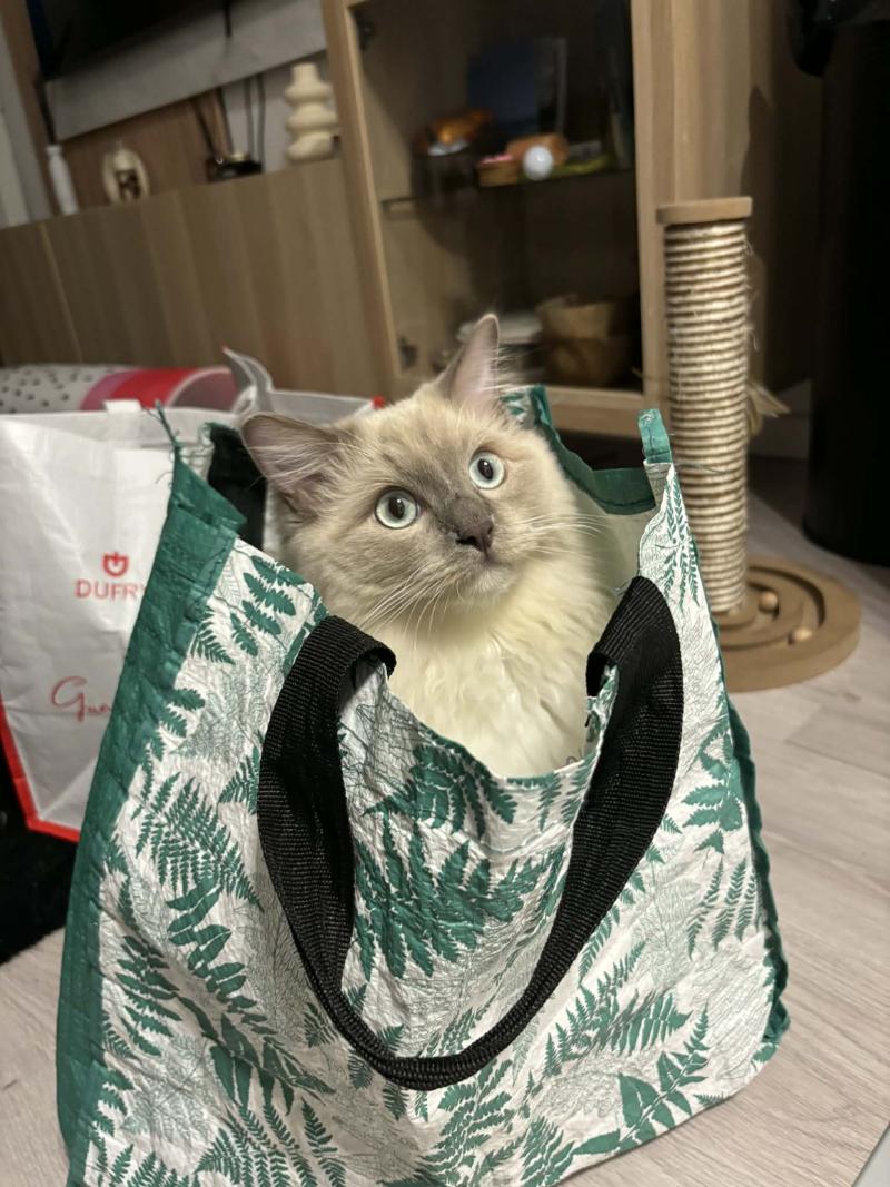 AïCE de L'Eden du Gival Mâle Ragdoll