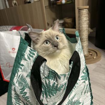 AïCE de L'Eden du Gival Mâle Ragdoll