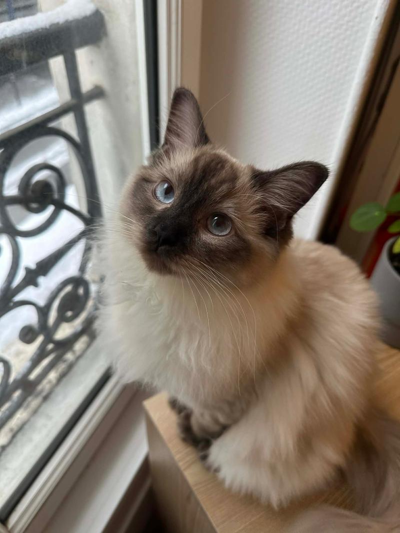 Anakin de L'Eden du Gival Femelle Ragdoll