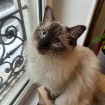Anakin de L'Eden du Gival Femelle Ragdoll