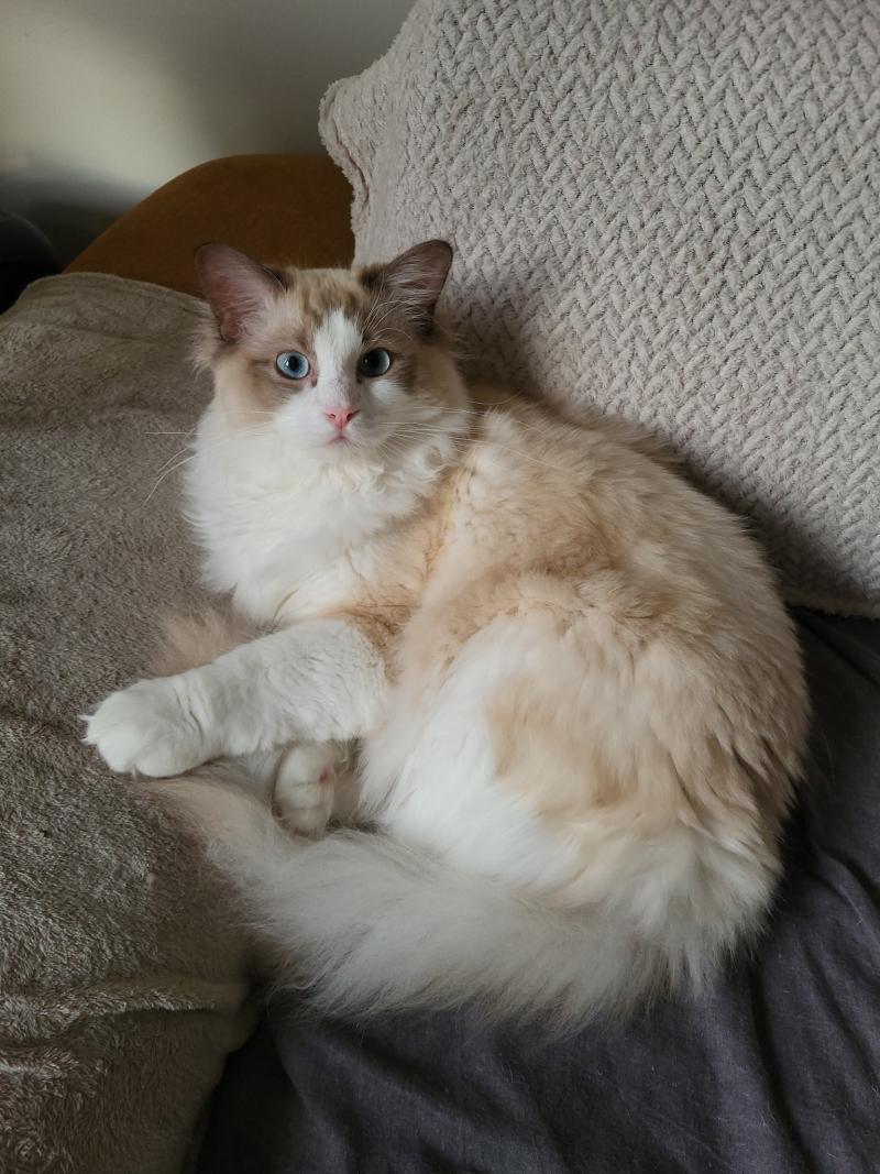 Azul de L'Eden du Gival Mâle Ragdoll