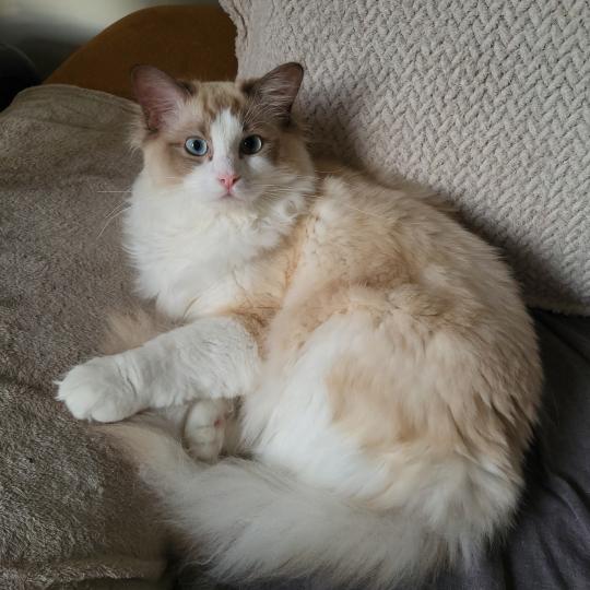 Azul de L'Eden du Gival Mâle Ragdoll