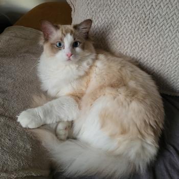 chaton Ragdoll chocolate sepia bicolor Azul EI L'Eden du Gival