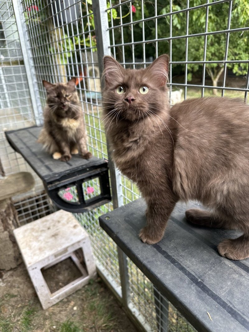 Albane Femelle Ragdoll