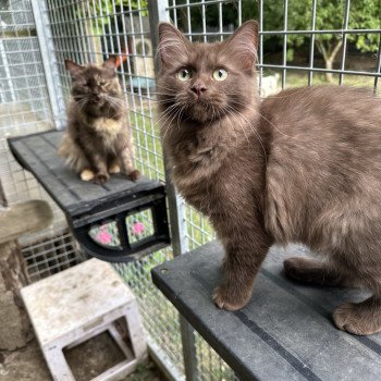 chat Ragdoll Albane EI L'Eden du Gival
