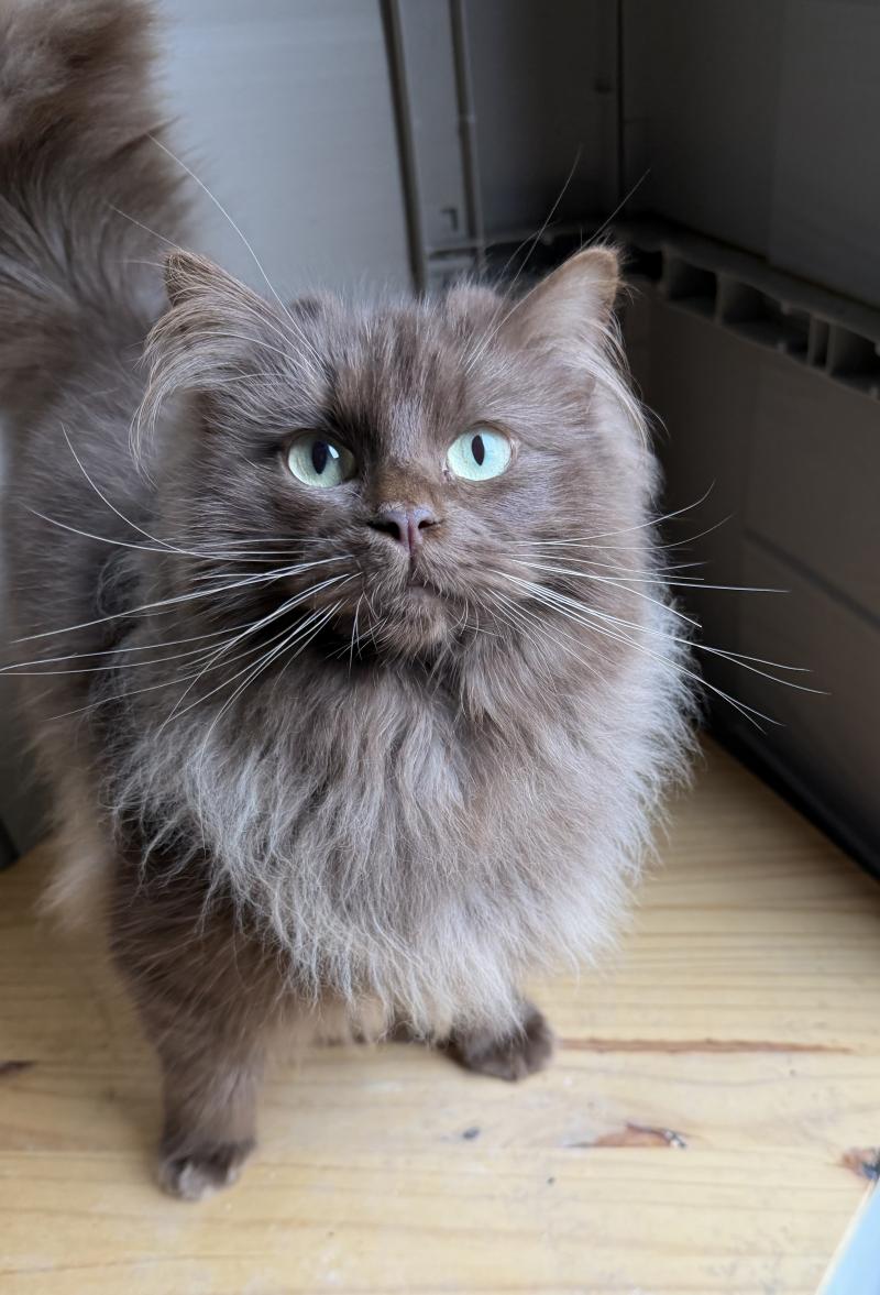 ALBANE Femelle Ragdoll