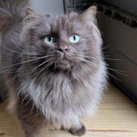 ALBANE Femelle Ragdoll