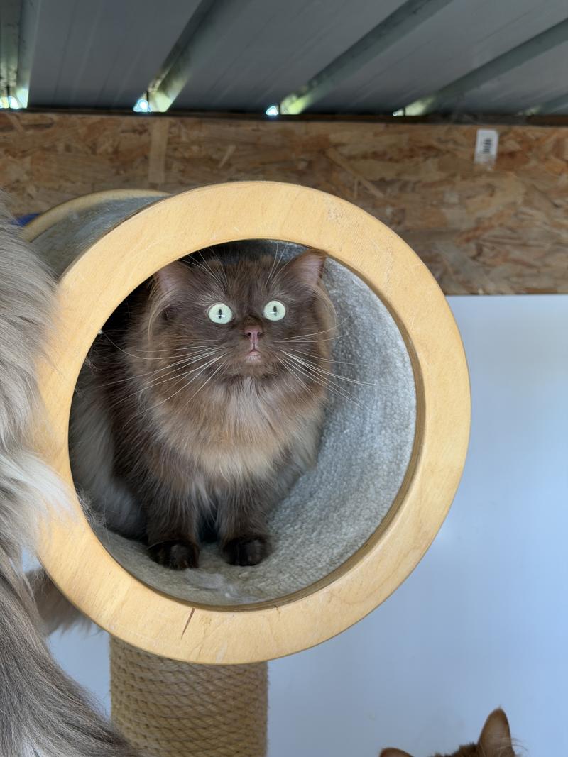 ALBANE Femelle Ragdoll