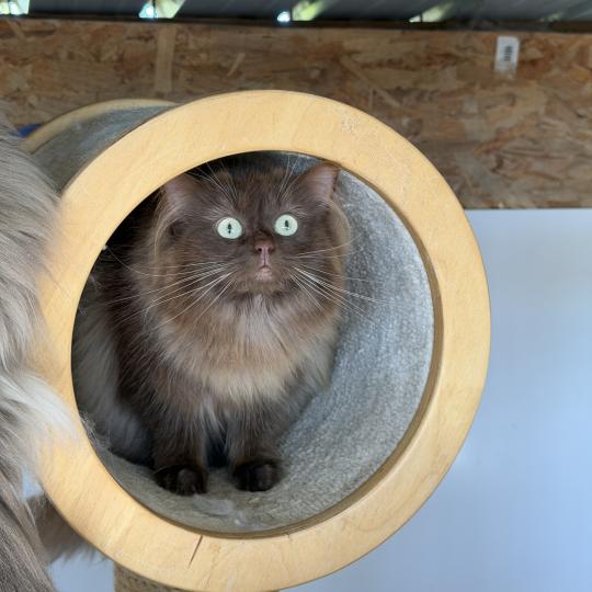 ALBANE Femelle Ragdoll