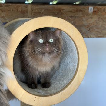 ALBANE Femelle Ragdoll